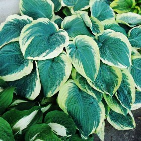 hosta-american-halo