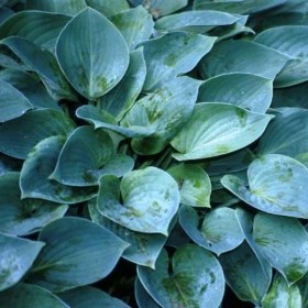hosta-blue-cadet