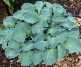 hosta-blue-maus