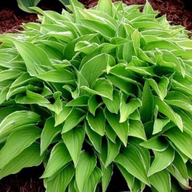 hosta-lemon-deline