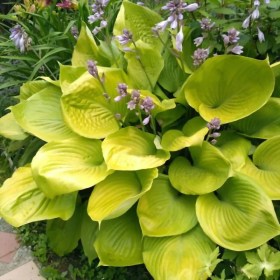 hosta-sam-sebastian