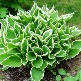 hosta_albomarginata