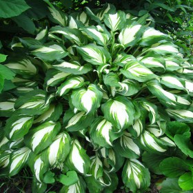 hosta_mediovariegata2