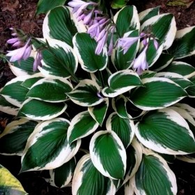 hosta_minuteman