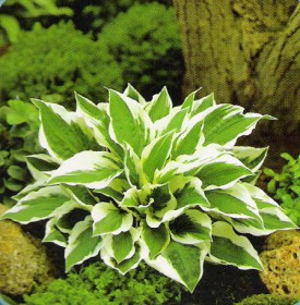 hosta_patriot2