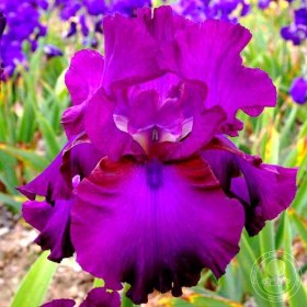 iris-gypsy-romance