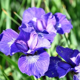 iris-regency-belle