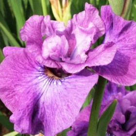 iris-rosy-bows