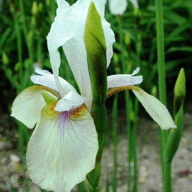iris-snow-prince