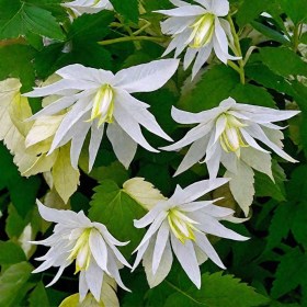 klematis-albina-plena
