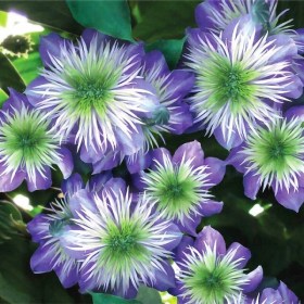 klematis-cristal-fontan