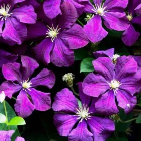 klematis-etoile-violette