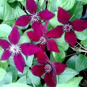 klematis-hisako