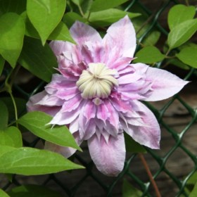 klematis-jozefina