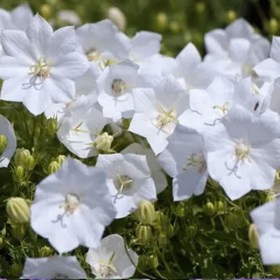 kolokolchik-clips-white