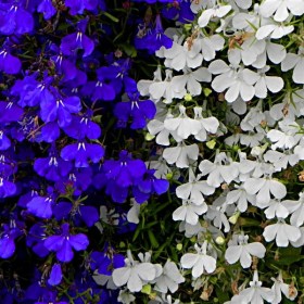 labelia1