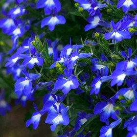 labelia2