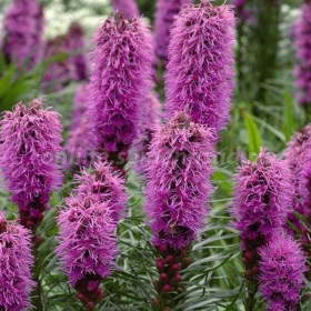 liatris-koloskovij