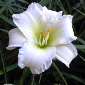 lileynik-white-temptation