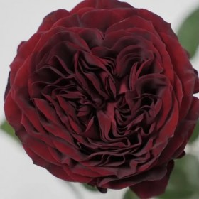 maira_red