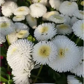margaritka-rogli-white