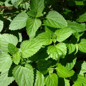 melissa-lemon-balm