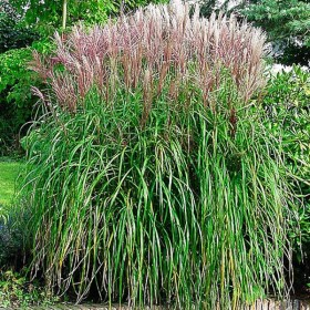 miscanthus-ferner-osten
