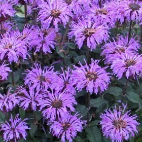 monarda-blue-moon
