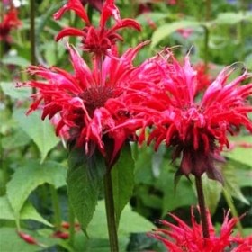monarda-panorama-red