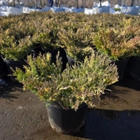 mozzev-andorra-variegata