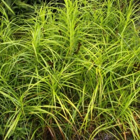 osoka-palmolistnaya