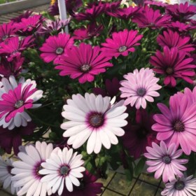 osteospermum