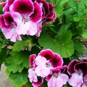 pelargonia-korolevskaja