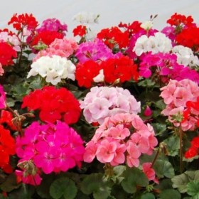 pelargonia-zonzlnaja