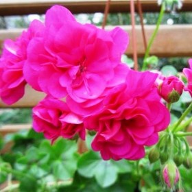 pelargoniya-plyushelistnaya