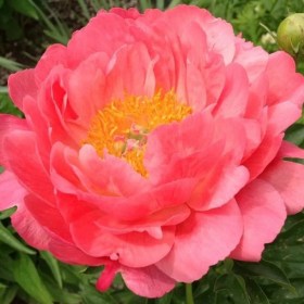 peone-pink-hawaiian-coral