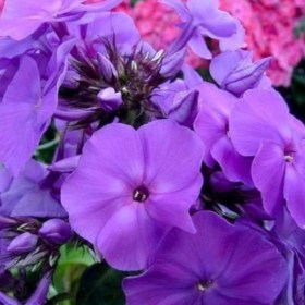 phlox-ametist
