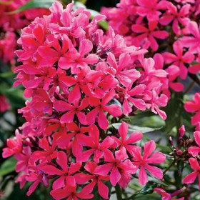 phlox-cleopatra