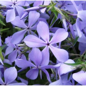 phlox-clouds-of-perfume