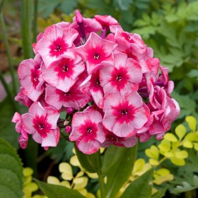 phlox-stars-end-stripes