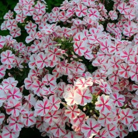 phlox-tvister