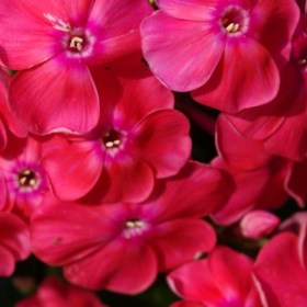 phlox-watermelon-punch
