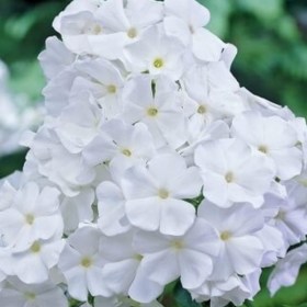 phlox-white-admiral