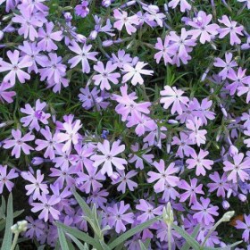 phlox-wilson