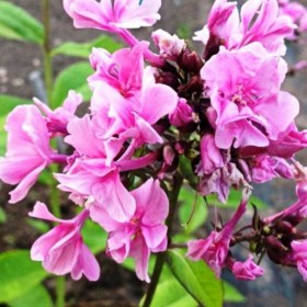 phlox-zenobiya