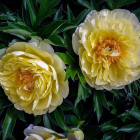 pion-bartzella