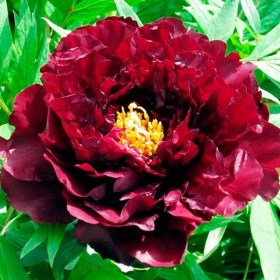 pion-black-beauty