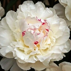 pion-festiva-maxima