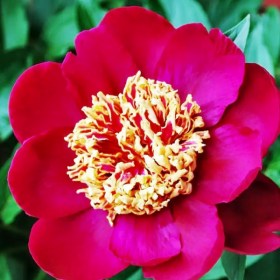 pion-nipon-beuty