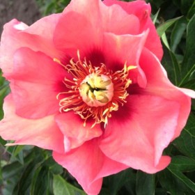 pion-old-rose-dandy